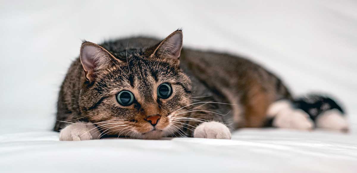 playful cat with dilated eyes
