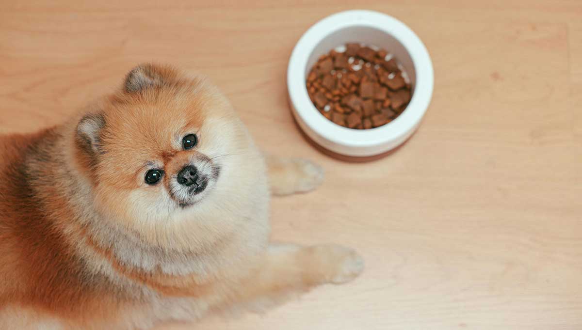 pomeranian by food