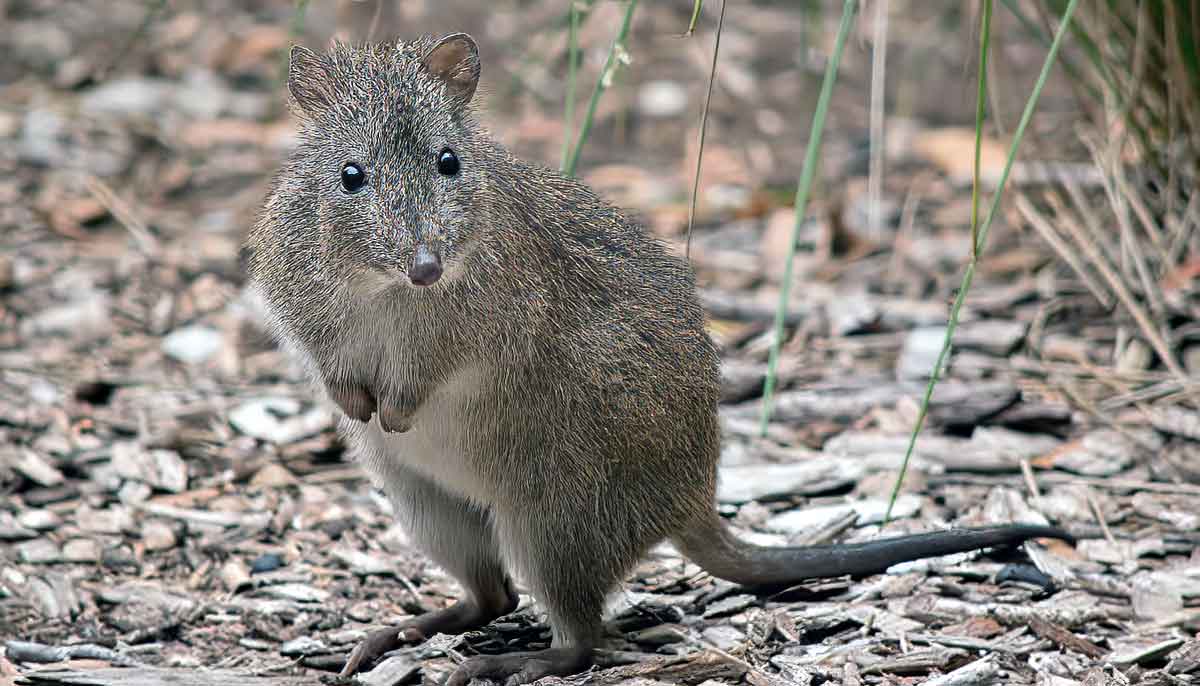 potoroo forest floor