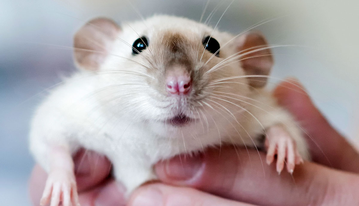 Preparing to Show Your Pet Rat: 5 Tips