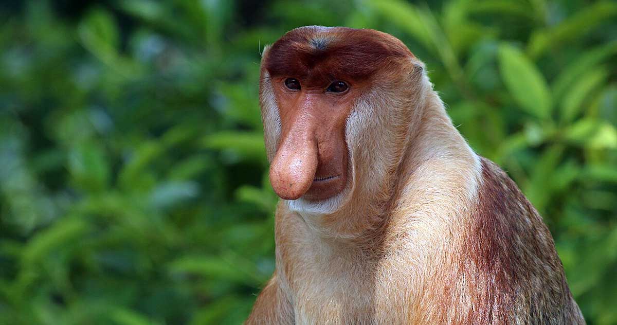 probiscis monkey