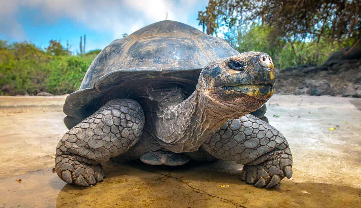 pros cons having pet turtle