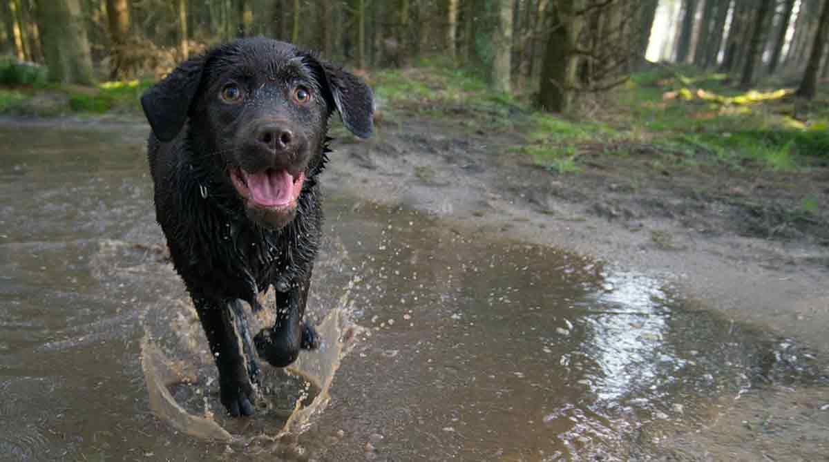 puppy dog running through water