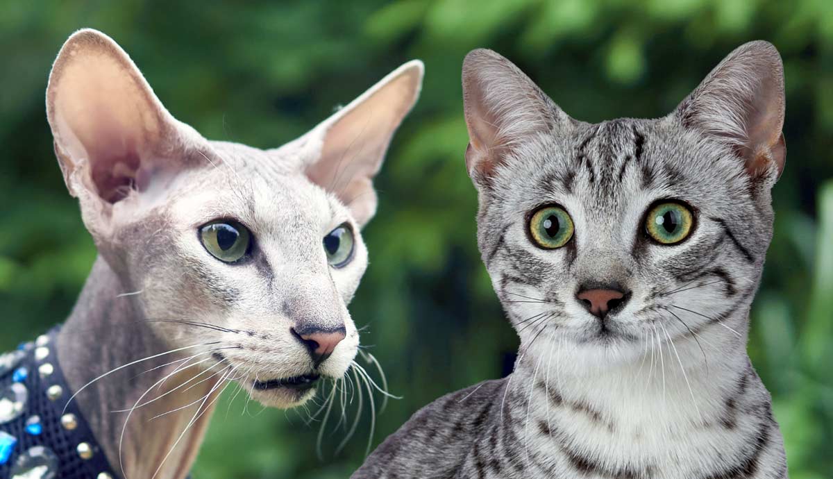 rarest cat breeds and where to find them