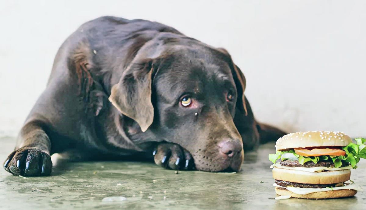 reasons why your dog may refuse to eat and what to do