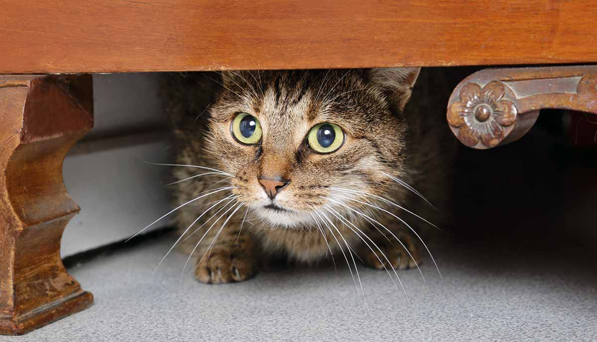 scared cat hiding
