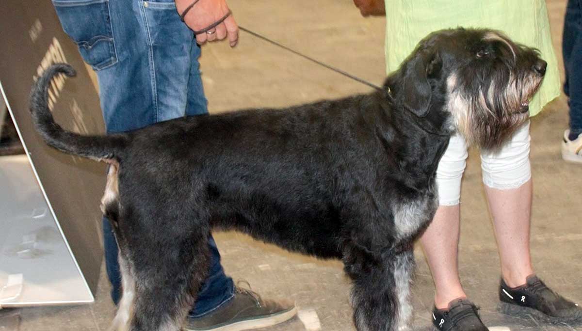 schnauzer at a show