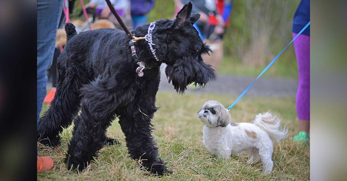 schnauzer meeting a shih tzu