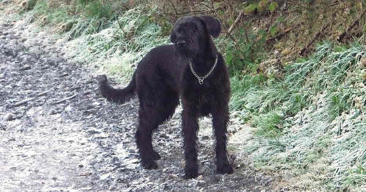 schnauzer on a trail