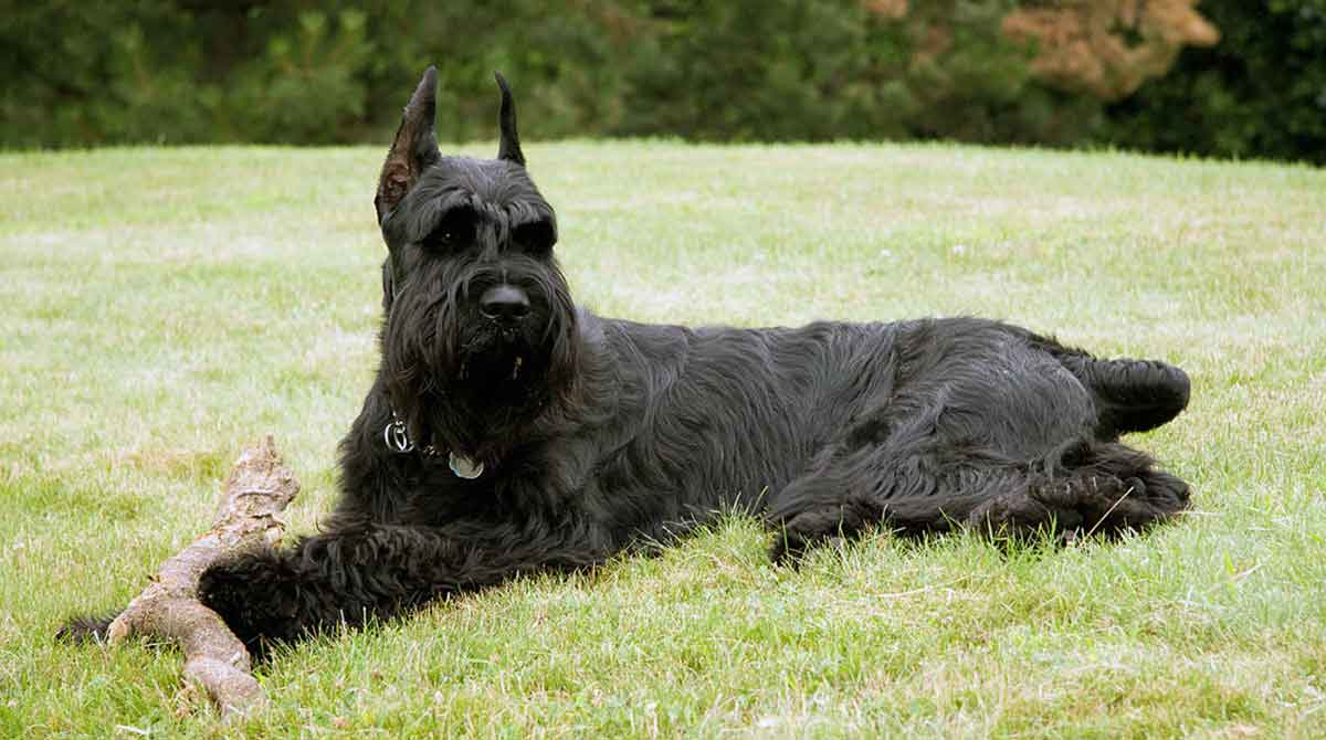 schnauzer on lawn