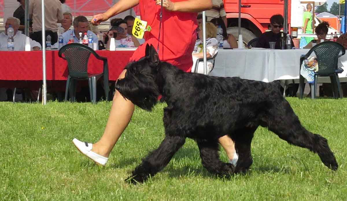 schnauzer walking with handler