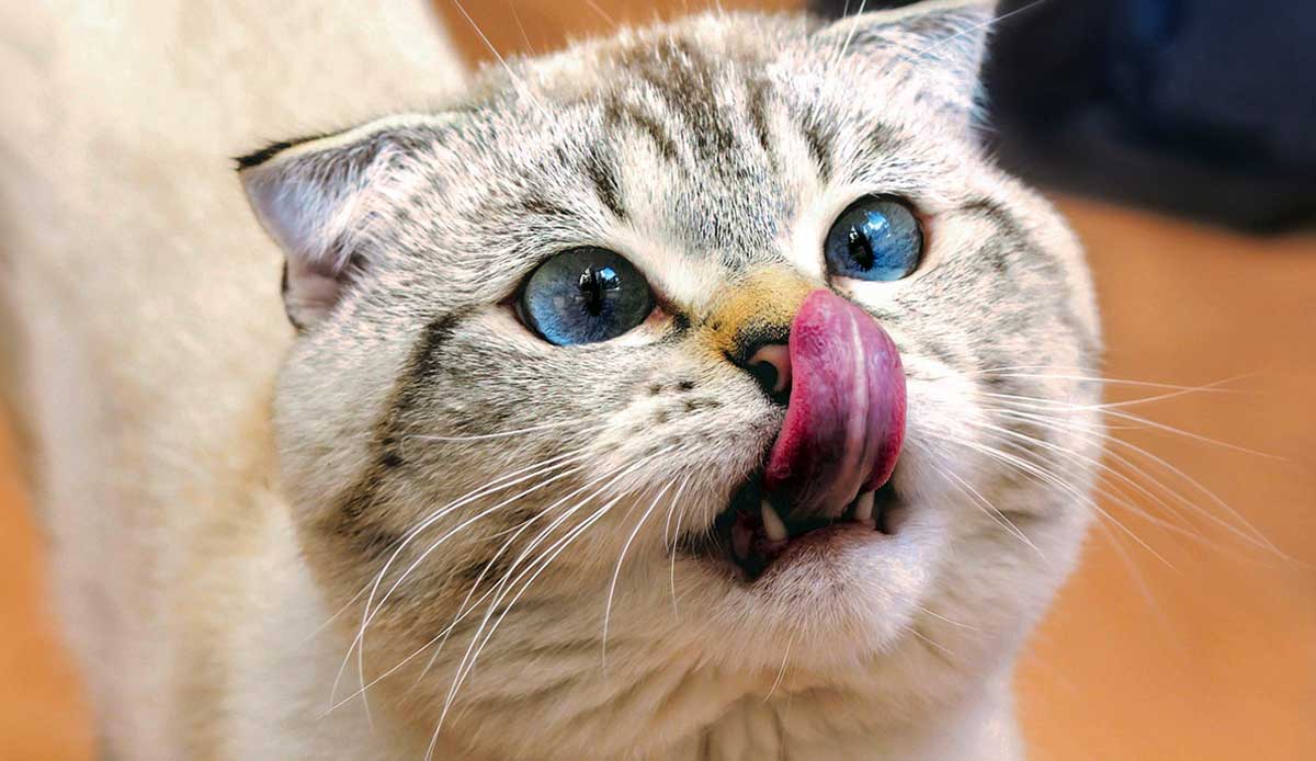 scottish fold cat licking its nose
