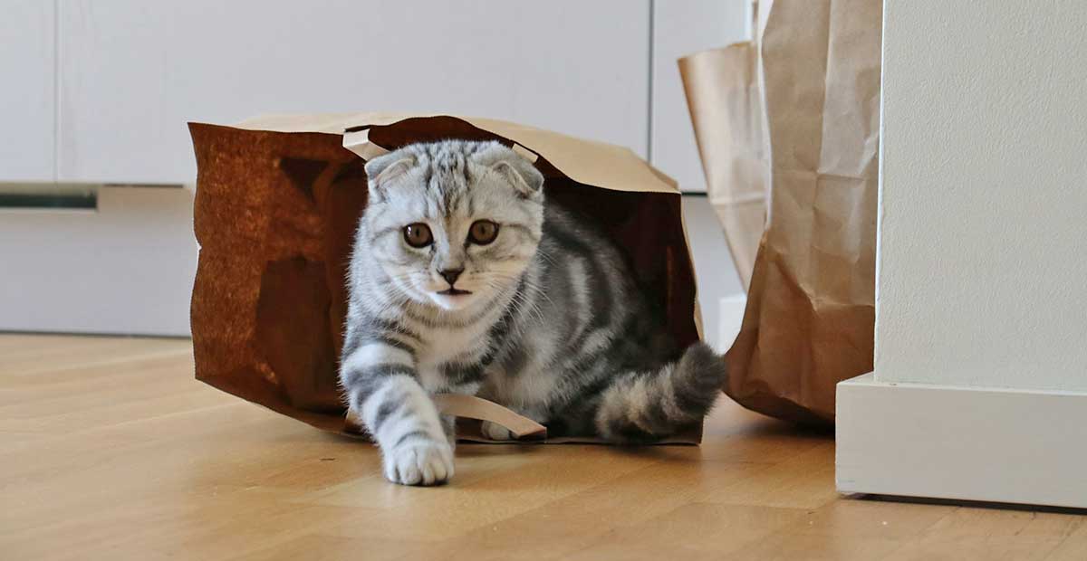scottish fold crawling out of cardboard box