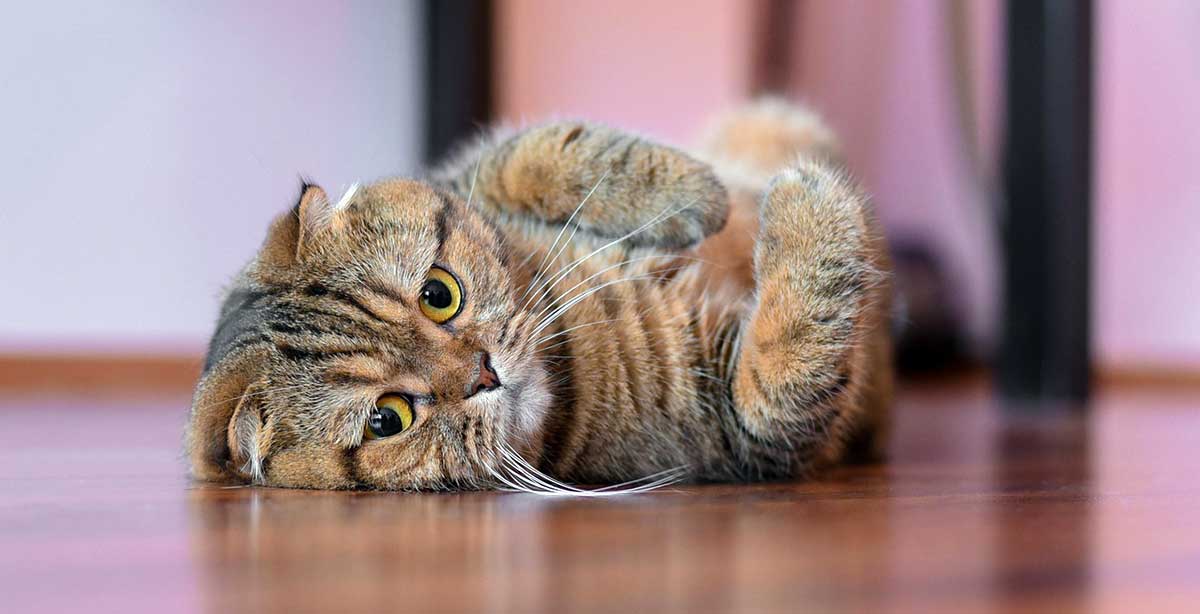 scottish fold lying on hardwood floor