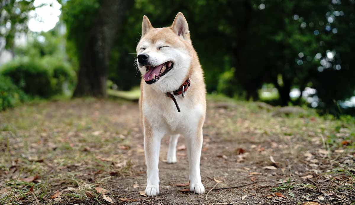 shiba inu smiling nature
