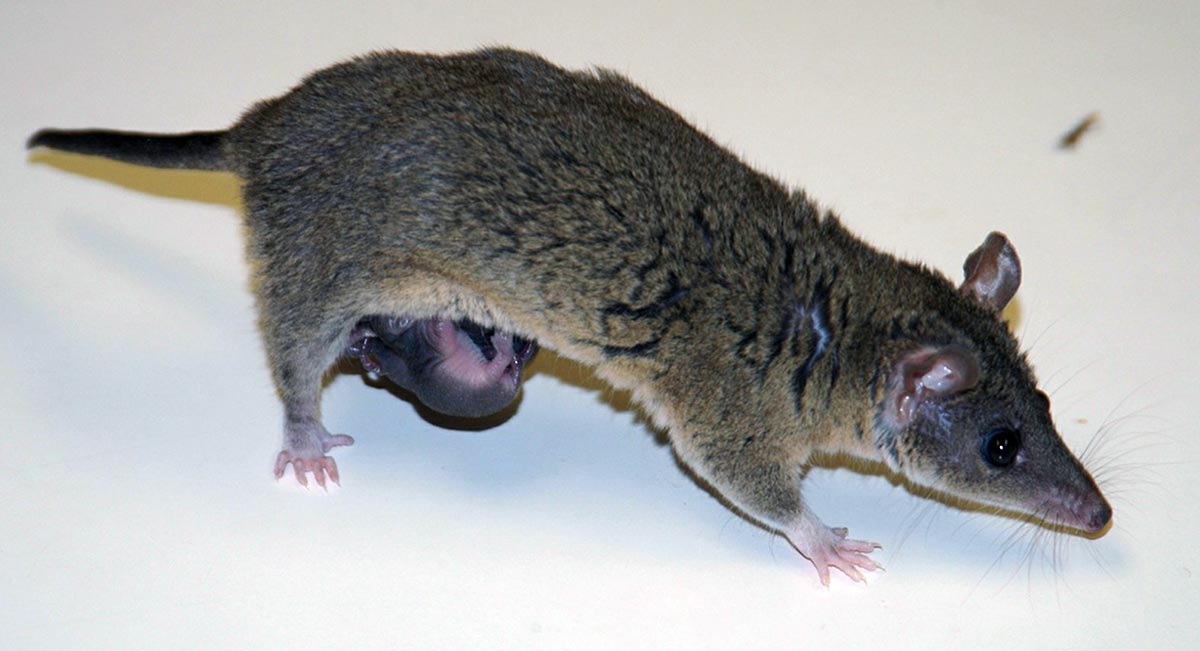 short tailed opossum