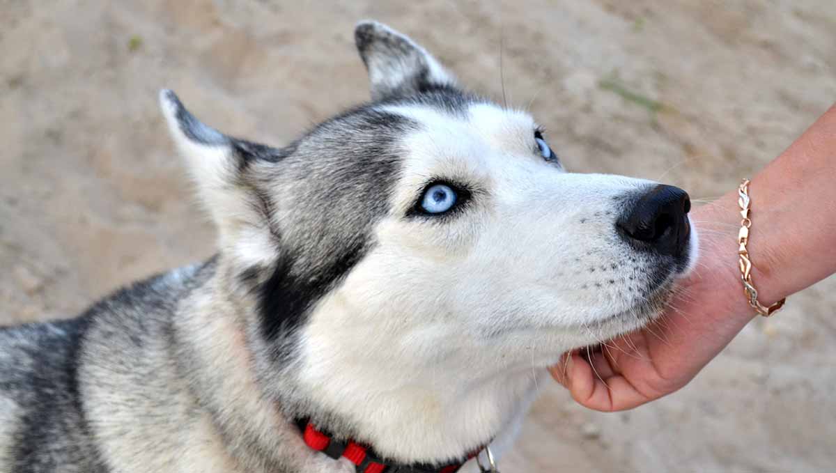 siberian huskey looking owner
