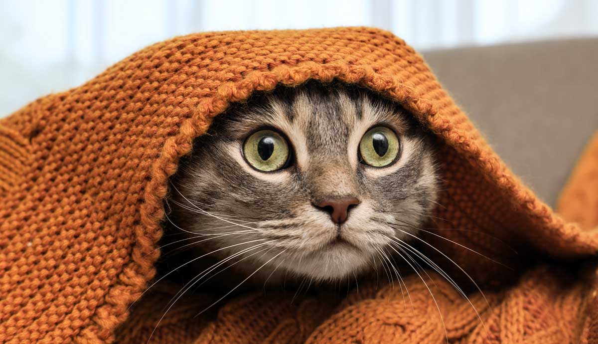 4 Signs Your Cat is Being Bullied by a Neighborhood Cat