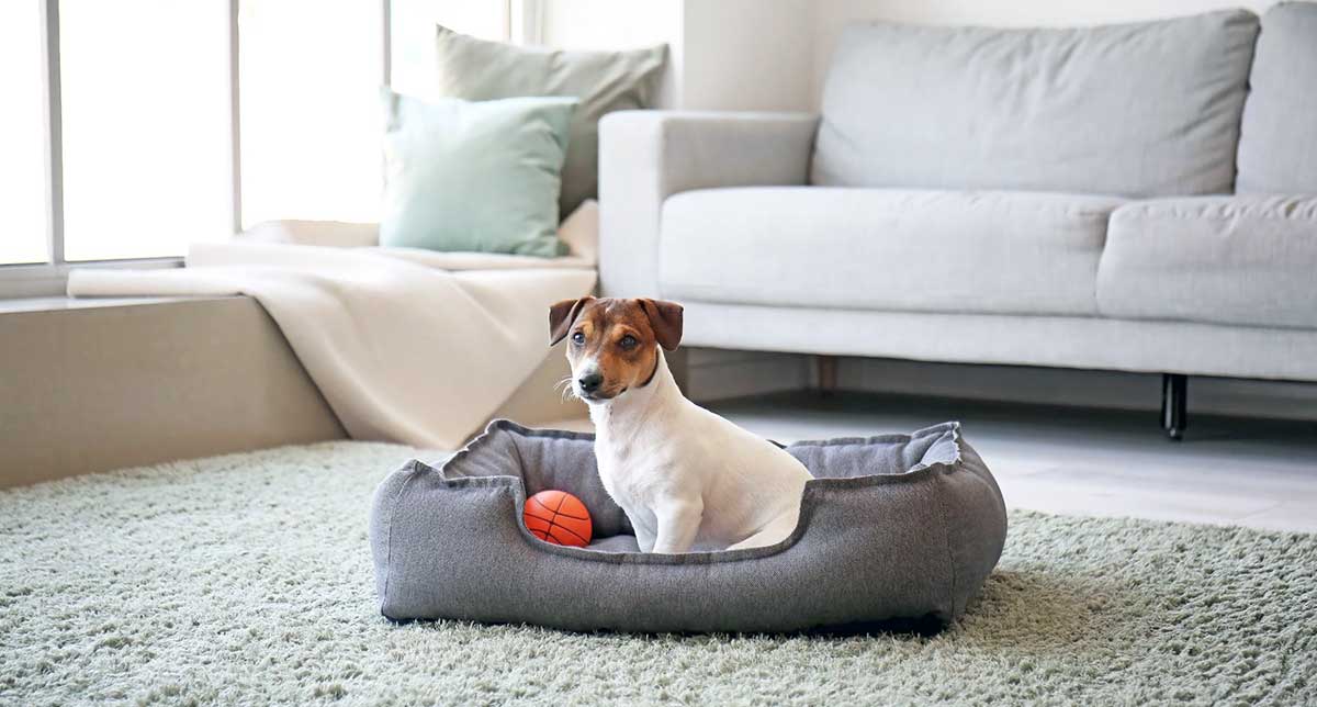 small dog bed basketball