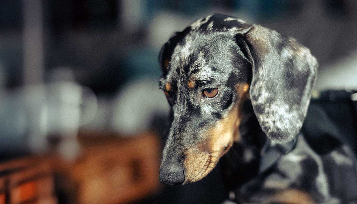 stressed dog