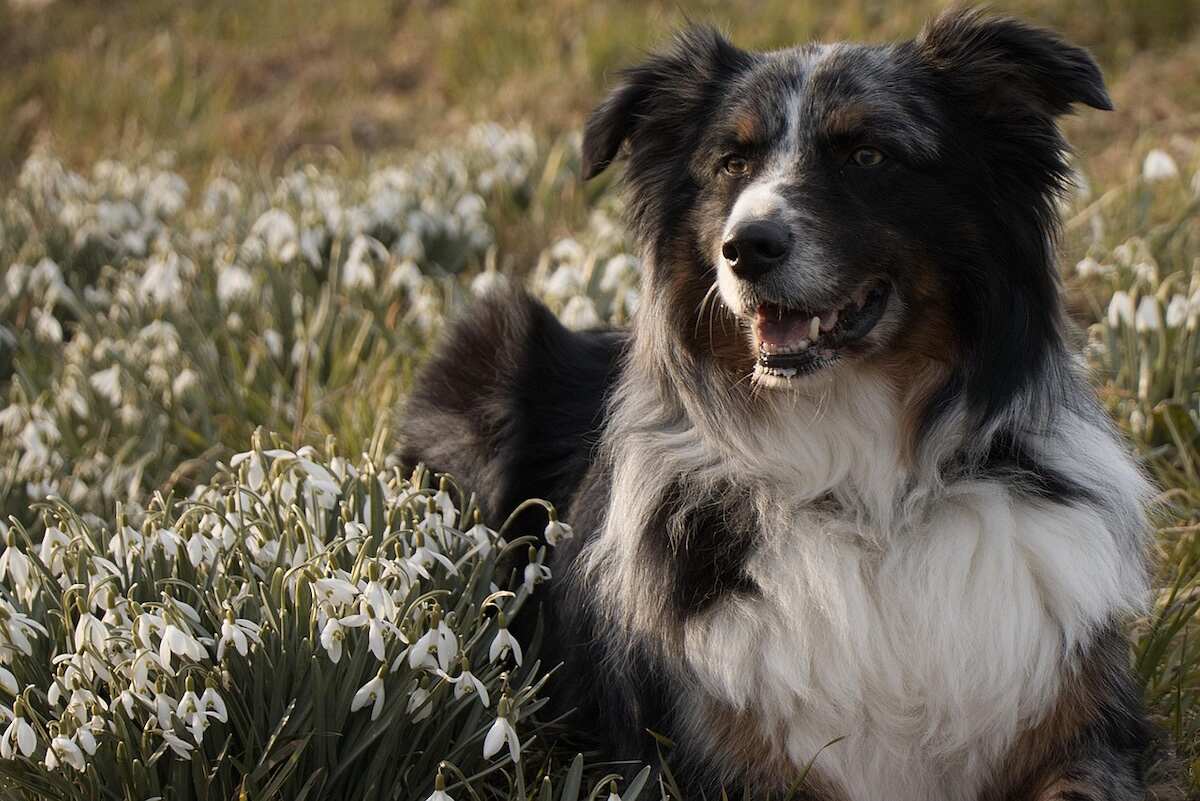 A black and white Mini Australian lies on the grass among the white flowers
