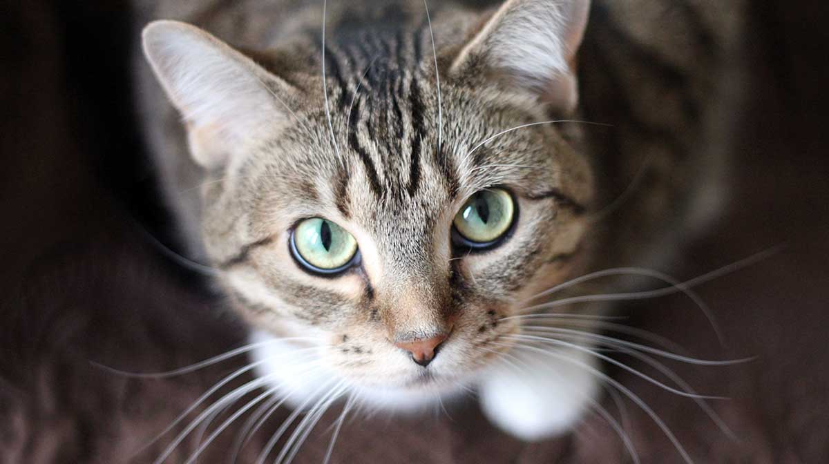tabby cat green eyes pexels