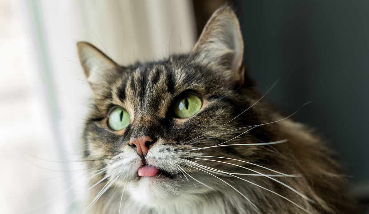 tabby cat with tongue sticking out