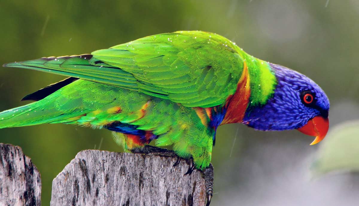 7 Things to Do if Your Pet Bird Escapes Outside