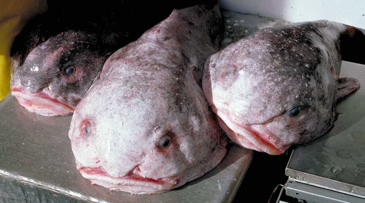 three blob fish