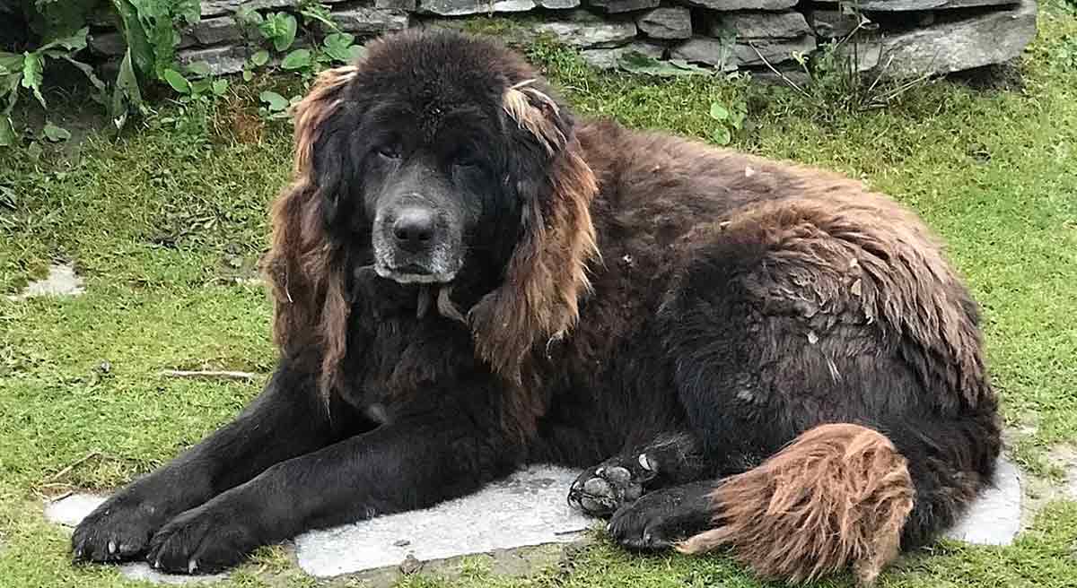 tibetan mastiff