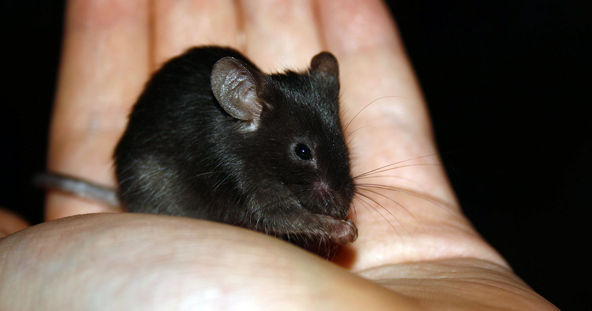 tiny brown mouse