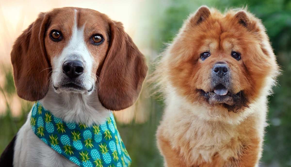 toughest dog breeds to train