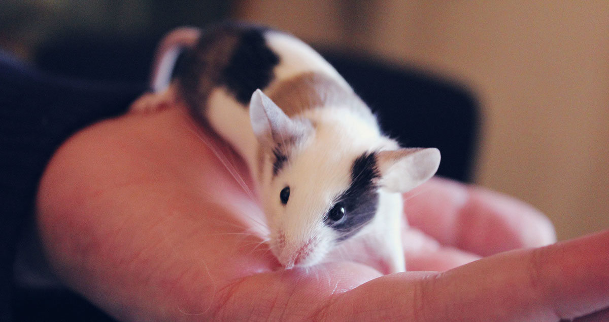 tricolored mouse
