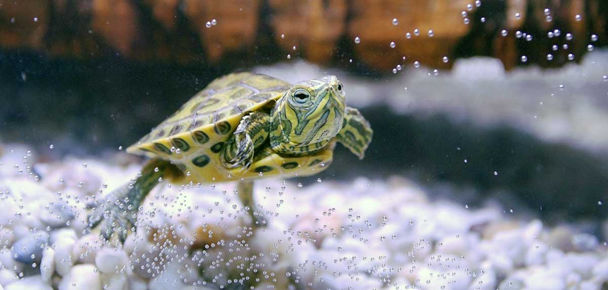 turtle floating in tank