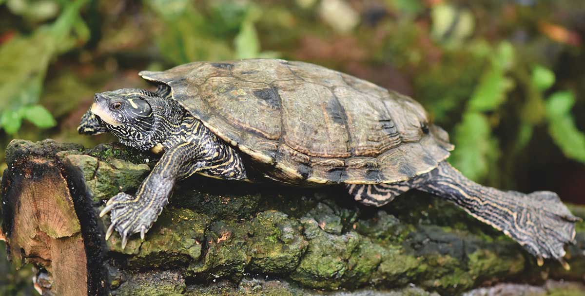 turtle lying on log outside