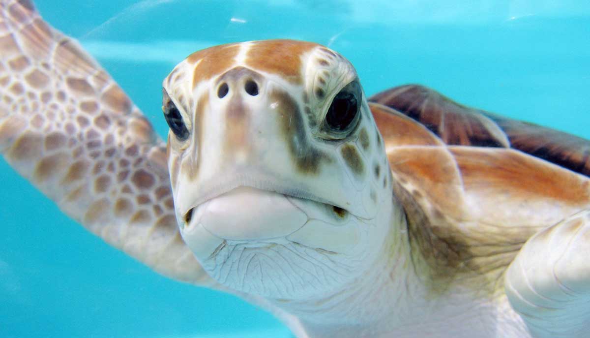 turtle swimming in water