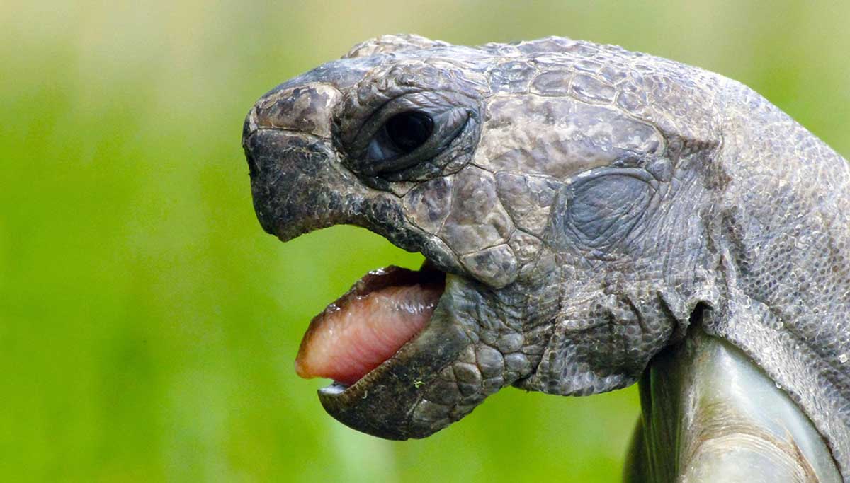 turtle with mouth open
