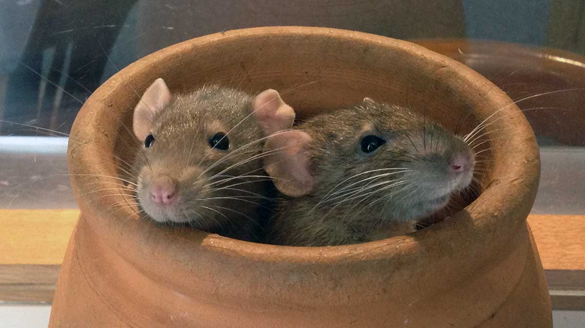 two brown rats