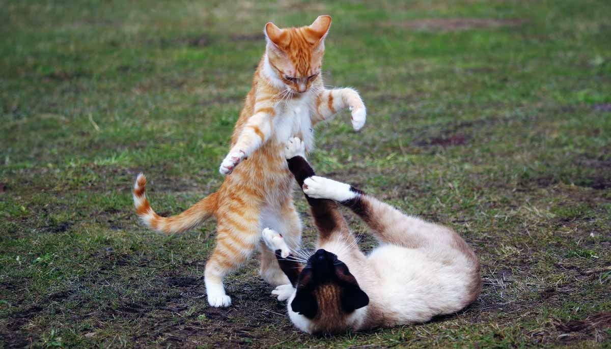 two cats fighting outdoors