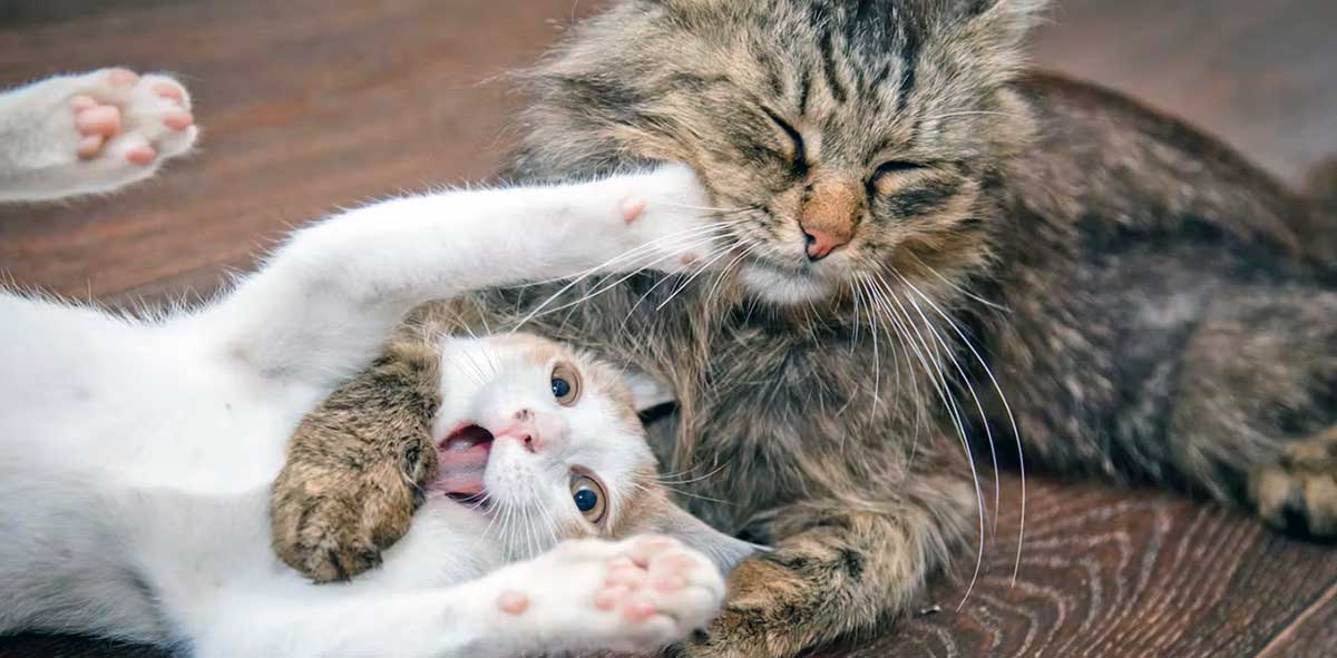 two cats play fighting