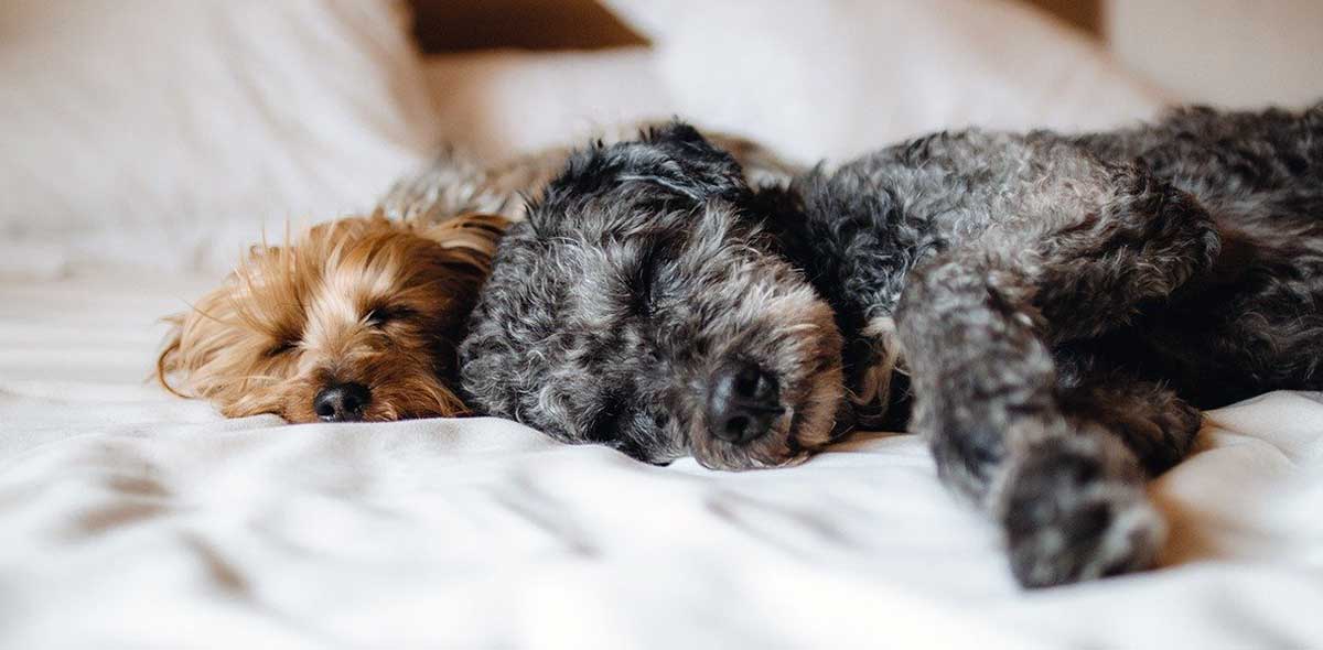 two dogs lying together in bed