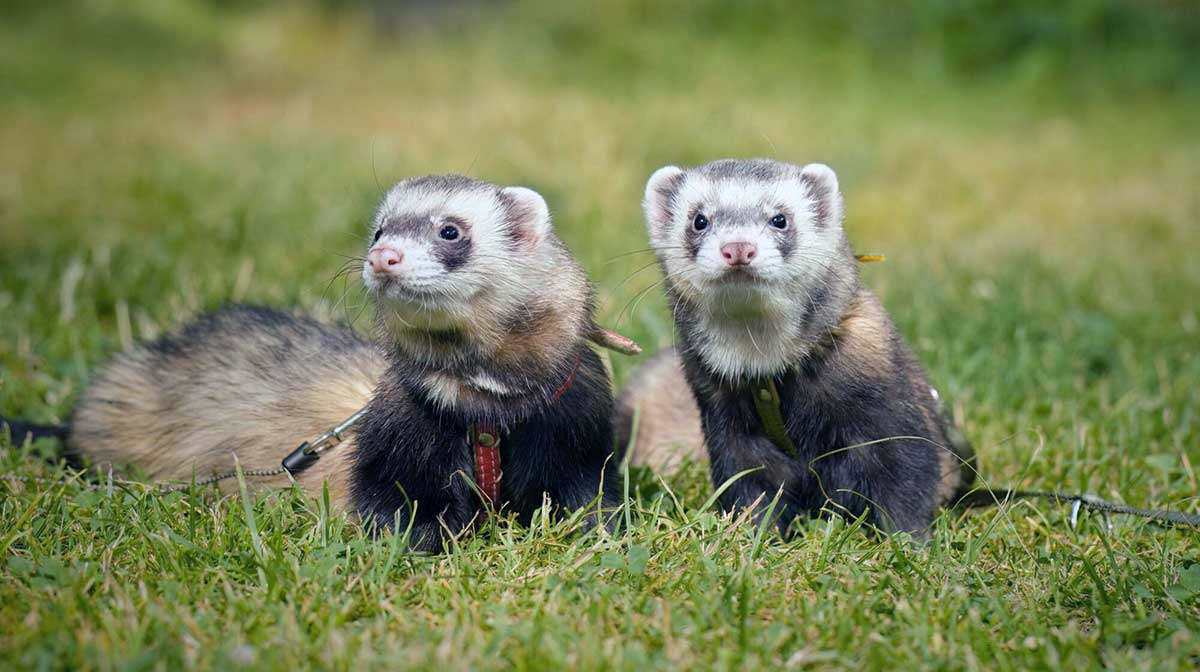 two ferrets outside leash