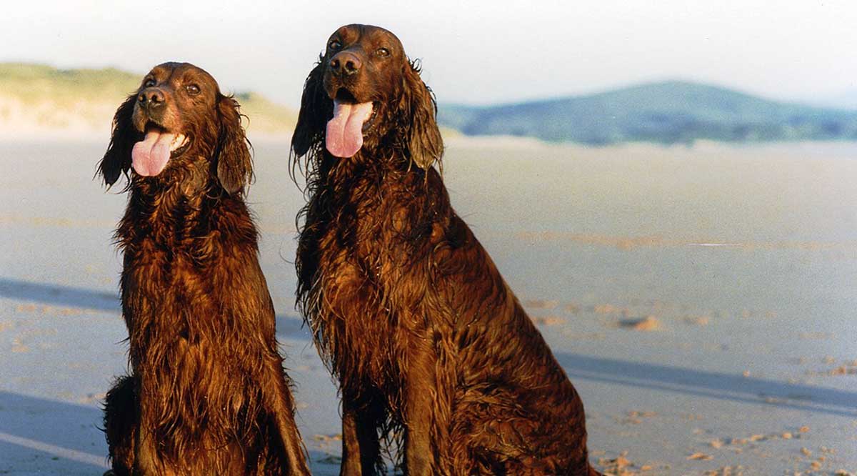 two irish setters
