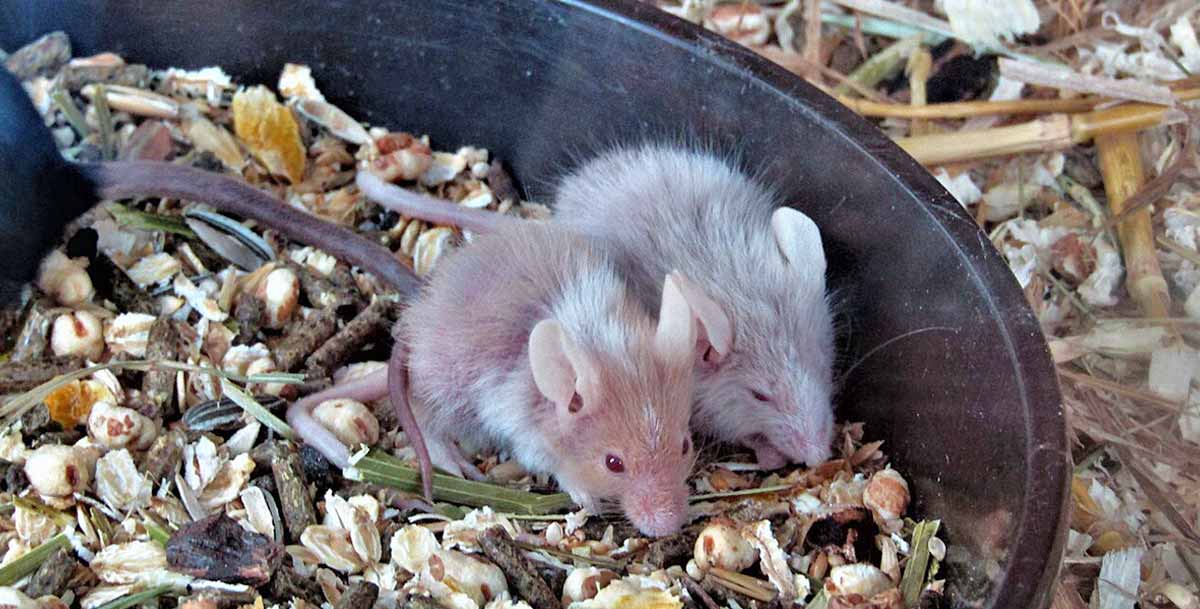two mice