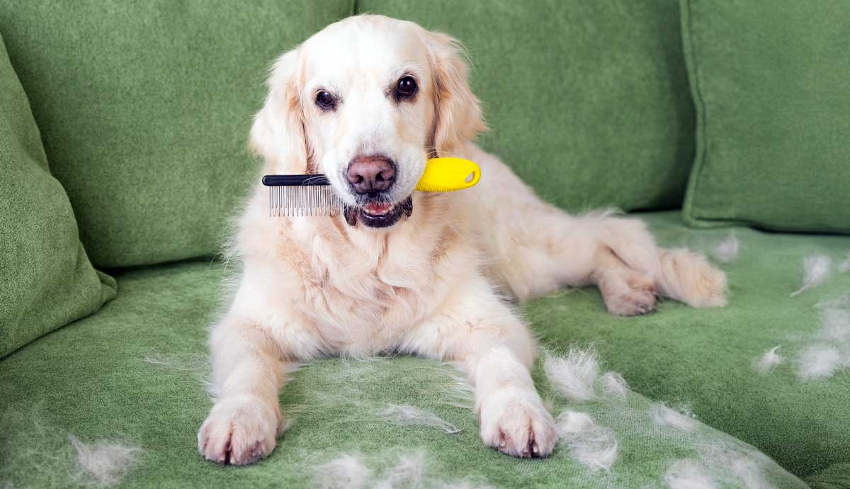 ultimate dog shedding guide why it happens