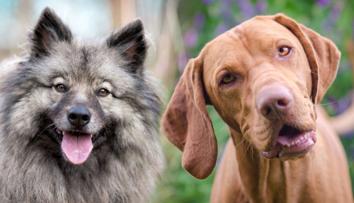 unusual dog breeds that make excellent family pets