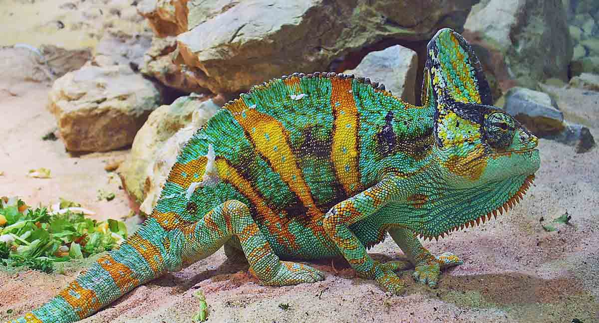 veiled chameleon