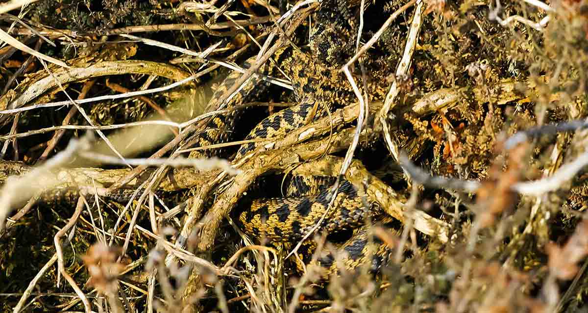 viper in branches
