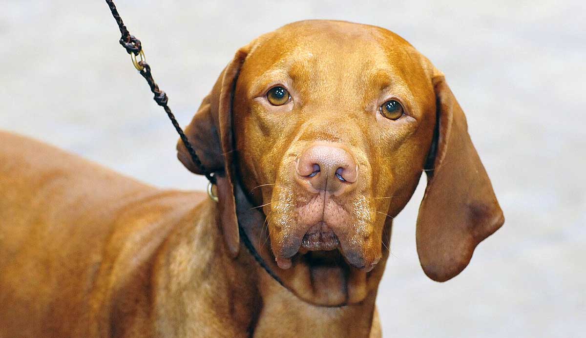vizsla