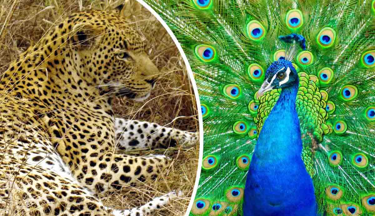 ways an animals own colors can help them